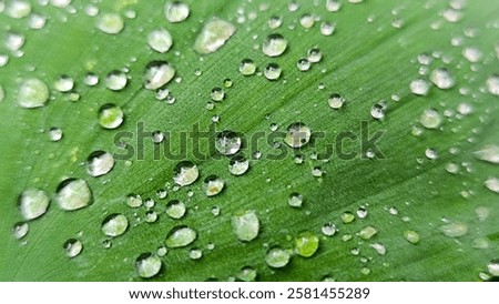 Similar – Image, Stock Photo Raindrops on a hosta leaf
