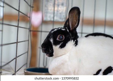 Augusta, New Jersey / USA - August 12, 2018: Sussex County Fair, A rabbit is being shown by a local breeder
