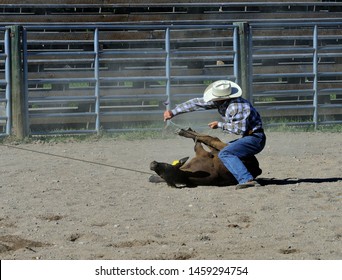 Augusta Rodeo - Rodeo contestant makes quick work of tying this calf.