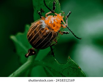 Aulacophora femoralis. Kurbit leaf beetle. Aulacophora femoralis is a type of yellow beetle. in a close up macro portrait with a green background. close up beetle. yellow beetle. - Powered by Shutterstock