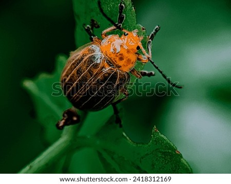 Aulacophora femoralis. Kurbit leaf beetle. Aulacophora femoralis is a type of yellow beetle. in a close up macro portrait with a green background. close up beetle. yellow beetle.