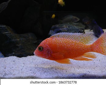 28 Aulonocara Firefish Images, Stock Photos & Vectors | Shutterstock