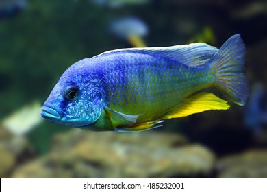 Aulonocara Nyassae, Known As The Emperor Cichlid. Blue Fish In Dark Water.