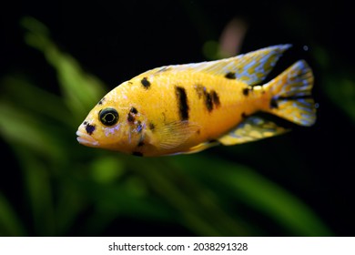 cichlid black spot