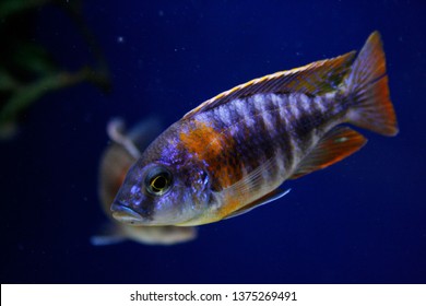 Aulonocara Rubescens Ruby Red Peacock Cichlid Stock Photo 1375269491 ...