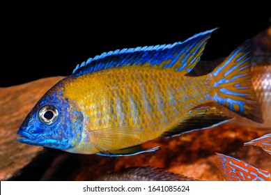 Aulonocara Steveni Pale Usisya Malawi Fish Stock Photo 1641085624 ...