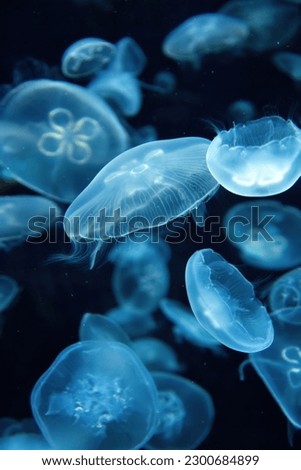 Aurelia aurita (also called the common jellyfish, moon jellyfish, moon jelly or saucer jelly) is a species of the genus Aurelia.