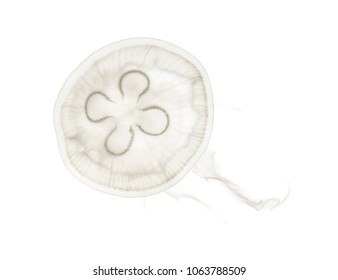 Aurelia aurita also called the common jellyfish against white background