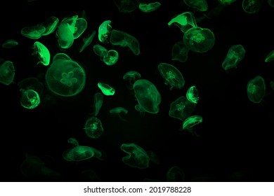 Aurelia aurita common moon jellyfish colony in dark water with glowing green light as dark underwater background 