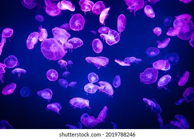 Aurelia aurita common moon jellyfish colony in dark water with glowing purple light as dark underwater background 