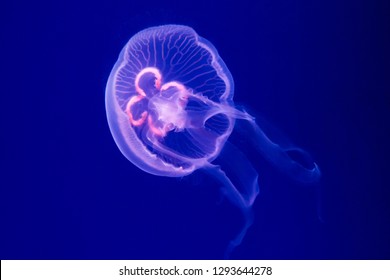 Aurelia aurita jellyfish close-up in aquarium