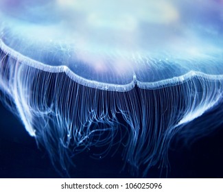 Aurelia Jelly Fish ( (also Called Common Jellyfish, Moon Jellyfish, Moon Jelly, Saucer Jelly, Cnidaria, Scyphozoa),  Up Close.