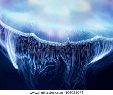 Aurelia jelly fish ( (also called common jellyfish, moon jellyfish, moon jelly, saucer jelly, Cnidaria, Scyphozoa),  up close.