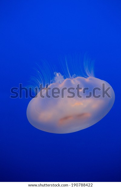 Aurelia labiata - moon\
Jellyfish