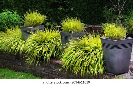 Aureola Golden variegated Japanese Hakone grass in garden pots