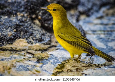 Aureola Mangrove Warbler Seen On Santa Cruz, Galapagos Islands