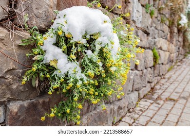 Aurinia saxatilis grows among stones, flowers are covered with snow, close-up - Powered by Shutterstock