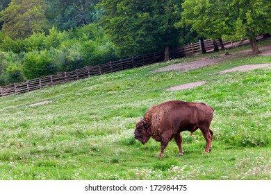 Aurochs
