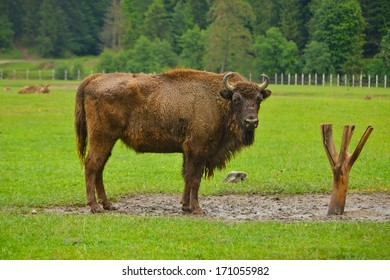 Aurochs, Animal