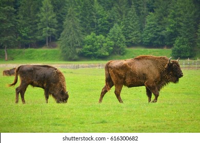 Aurochs, Animal