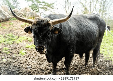 Aurochs the animal that is present in the thot park