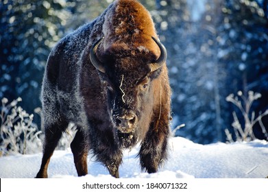 Aurochs (bison) in the wild, in winter, against the background of forest and snow, in their natural habitat. Beautiful landscape with wild animals