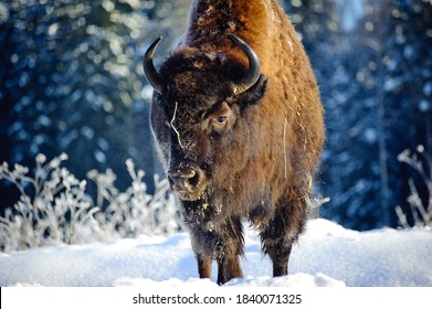 Aurochs (bison) in the wild, in winter, against the background of forest and snow, in their natural habitat. Beautiful landscape with wild animals