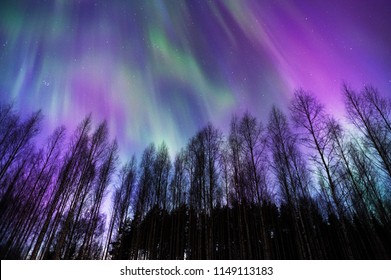 Aurora Borealis Above Boreal Birch Forest