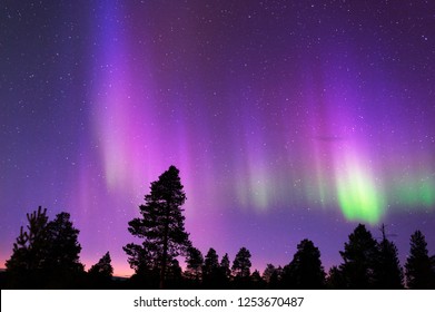 Aurora Borealis, Northern Lights, Above Boreal Forest.