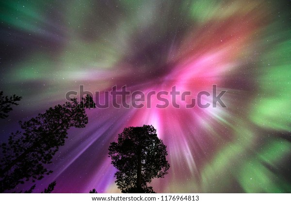 Aurora Borealis, Northern Lights, corona above\
forest trees.