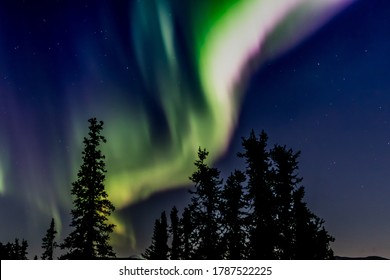 Aurora Borealis (northern lights) in the night sky near Fairbanks, Alaska, with silhouettes of pine trees in the foreground