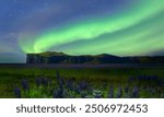 Aurora borealis or northern lights over Iceland blooming Icelandic purple lupin flower field,  Cornered (angular) mountains formations in the background - Iceland