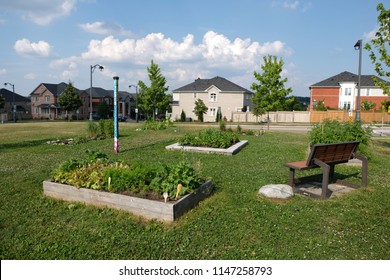 Aurora, Ontario / Canada - July 18 2018: A School / Community Garden Outside Of Rick Hansen Public School On Mavrinac Boulevard. These Gardens Allow Children To See Whats Possible By Tasting It!