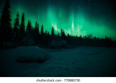 Aurora over the forest