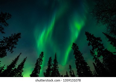 Aurora over the winter forest