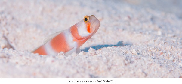 Aurora Shrimp Goby