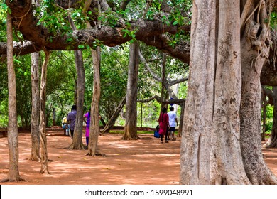 Aurovile, India 2019: Huge Banyan tree with multiple purported branches reaching ground resembling like tree trunk