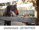 An Aussie dog and a brown horse look at each other meet on the street in the summer in a village in a meadow Concept of friendship products for animals