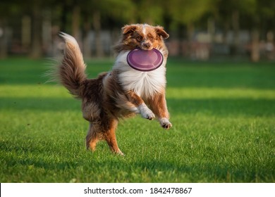 Aussie dog catches frisbee disc. Pet playing outdoors in a park.  Australian Shepherd breed.