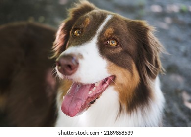 Aussie dog portrait, close-up. Funny smiling australian shepherd, focus on eyes