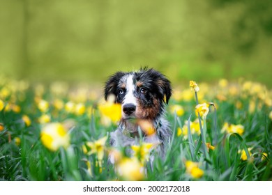 Aussie in the flowers in summer