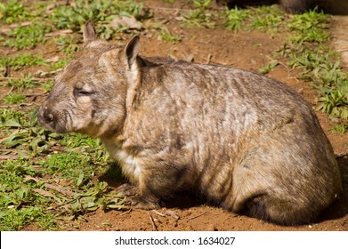 Aussie Wombat