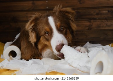 why does my dog eat toilet paper