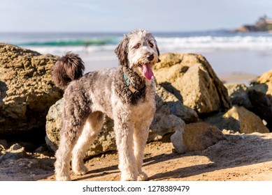 Aussiedoodle Hd Stock Images Shutterstock