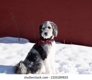 Aussiedoodle Red Bandana Background Pose