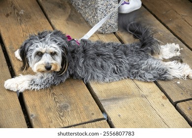 An Aussiedoodle is resting on the wooden floor of the harbor after walking with the owner - Powered by Shutterstock