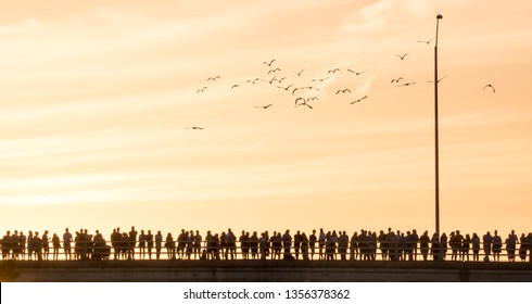 Austin Bats At Sunset 