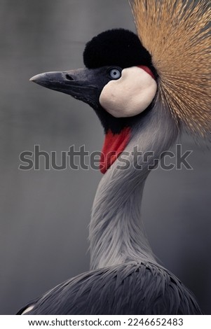 Similar – Image, Stock Photo suspicion Bird Zoo