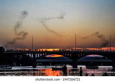 Austin Texas Bats Congress Bridge Sunset