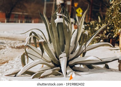 Austin, Texas - Feb 16, 2021: The Day After The Blizzard In Austin, The Snow Is Thick On The Agave Leave.